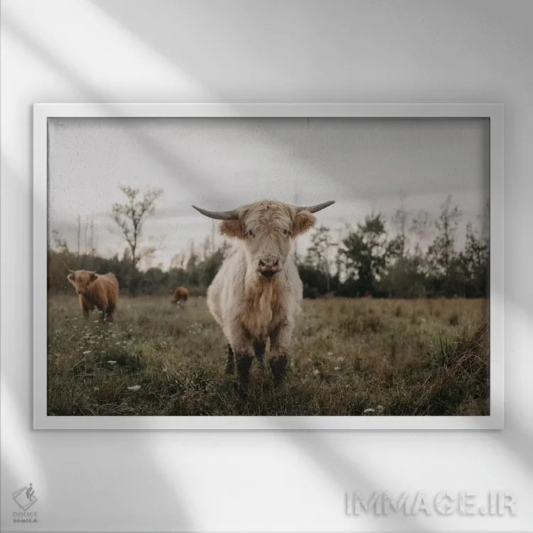 تابلو گاو هایلند سفید کنجکاو اثر چلسیا ویکتوریا - نمای قابدار سفید