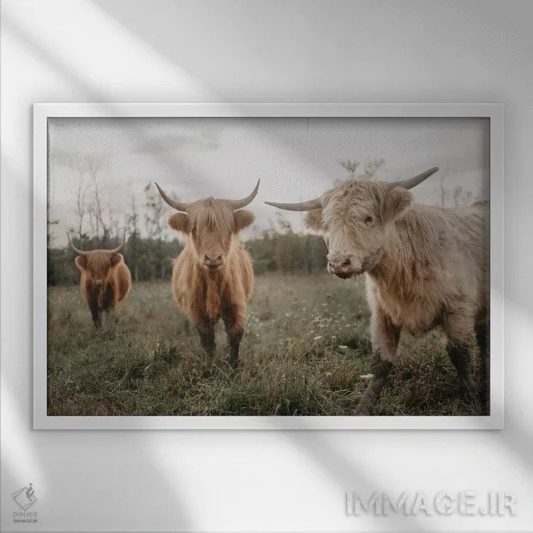 تابلو گاوها در دشت هنگام طلوع خورشید اثر چلسیا ویکتوریا - نمای قابدار سفید