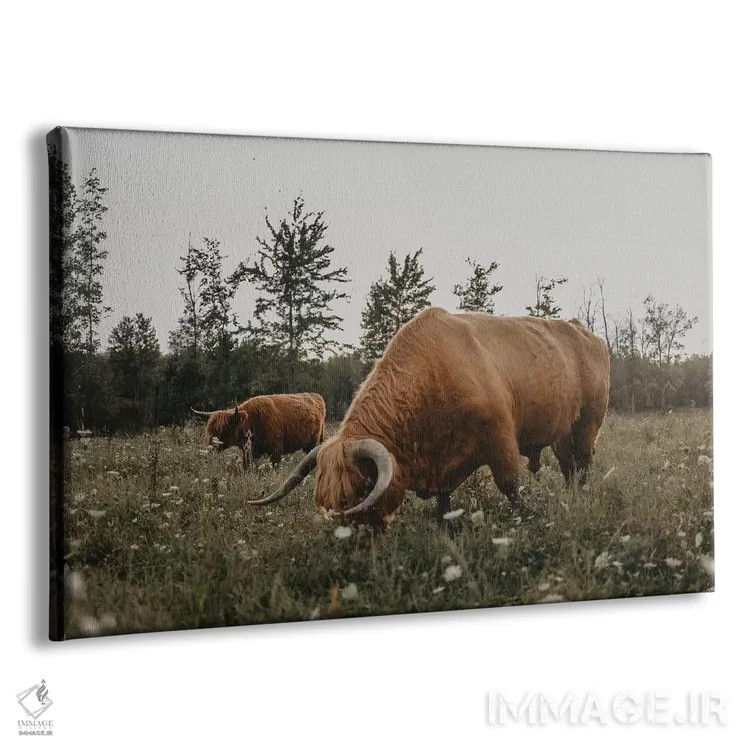 تابلو گاوهای هایلند در حال چرا اثر چلسیا ویکتوریا - نمای پرسپکتیو محصول