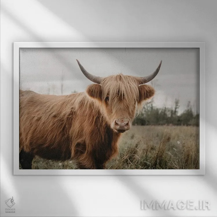 تابلو گاو هایلند مقاوم اثر چلسیا ویکتوریا - نمای قابدار سفید