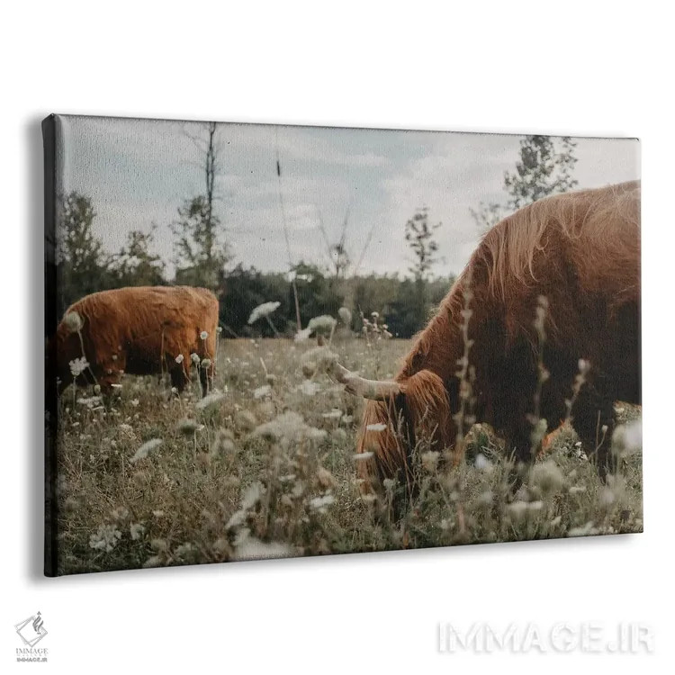 تابلو گاوهای هایلند در چمنزار اثر چلسیا ویکتوریا - نمای پرسپکتیو محصول