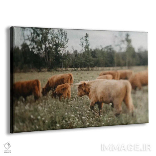 تابلو گاوهای ییلاقی (نژاد اسکاتلندی) اثر چلسیا ویکتوریا - نمای پرسپکتیو محصول