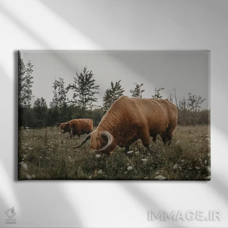 تابلو گاوهای هایلند در حال چرا اثر چلسیا ویکتوریا - نمای روبهرو روی دیوار