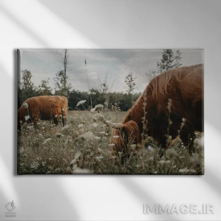 تابلو گاوهای هایلند در چمنزار اثر چلسیا ویکتوریا - نمای روبهرو روی دیوار