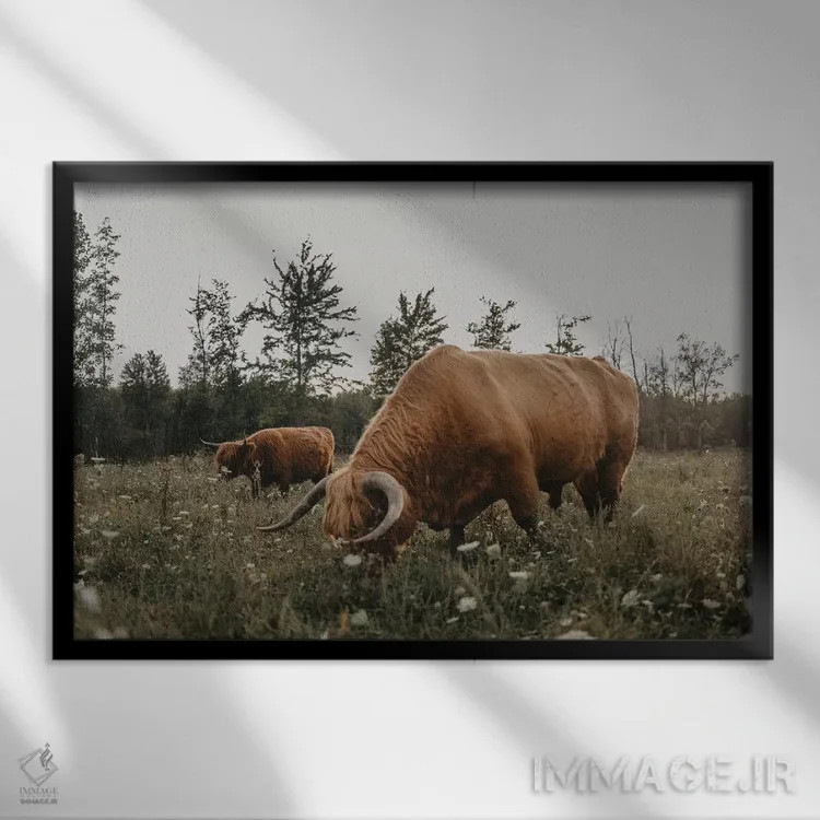 تابلو گاوهای هایلند در حال چرا اثر چلسیا ویکتوریا - نمای قابدار مشکی