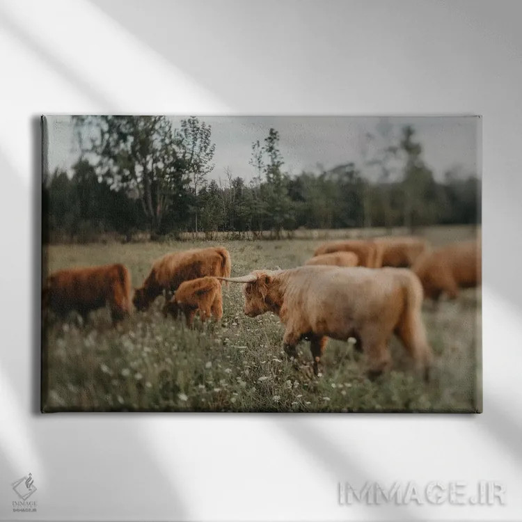 تابلو گاوهای ییلاقی (نژاد اسکاتلندی) اثر چلسیا ویکتوریا - نمای روبهرو روی دیوار