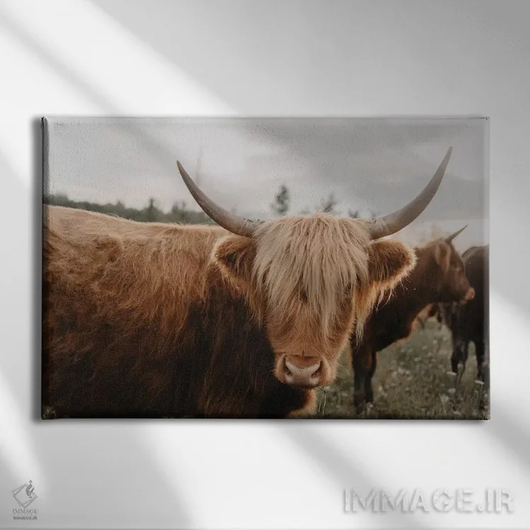 تابلو گاو پشمالو اثر چلسیا ویکتوریا - نمای روبهرو روی دیوار