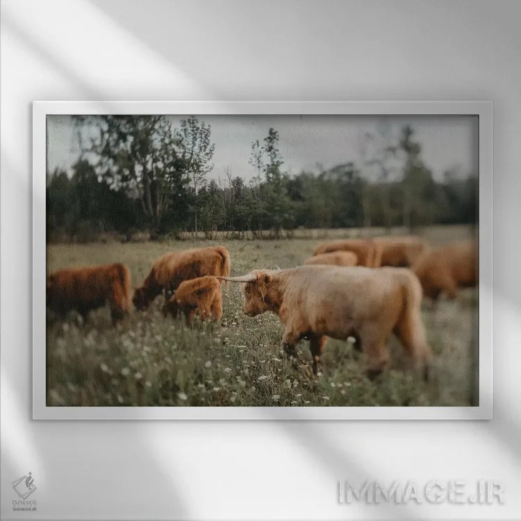 تابلو گاوهای ییلاقی (نژاد اسکاتلندی) اثر چلسیا ویکتوریا - نمای قابدار سفید