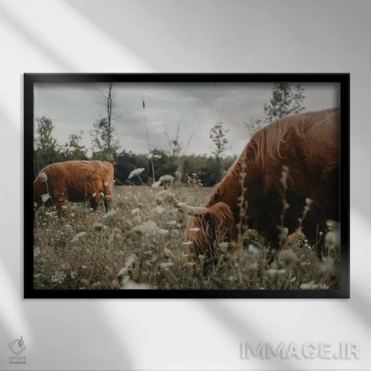 تابلو گاوهای هایلند در چمنزار اثر چلسیا ویکتوریا - نمای قابدار مشکی