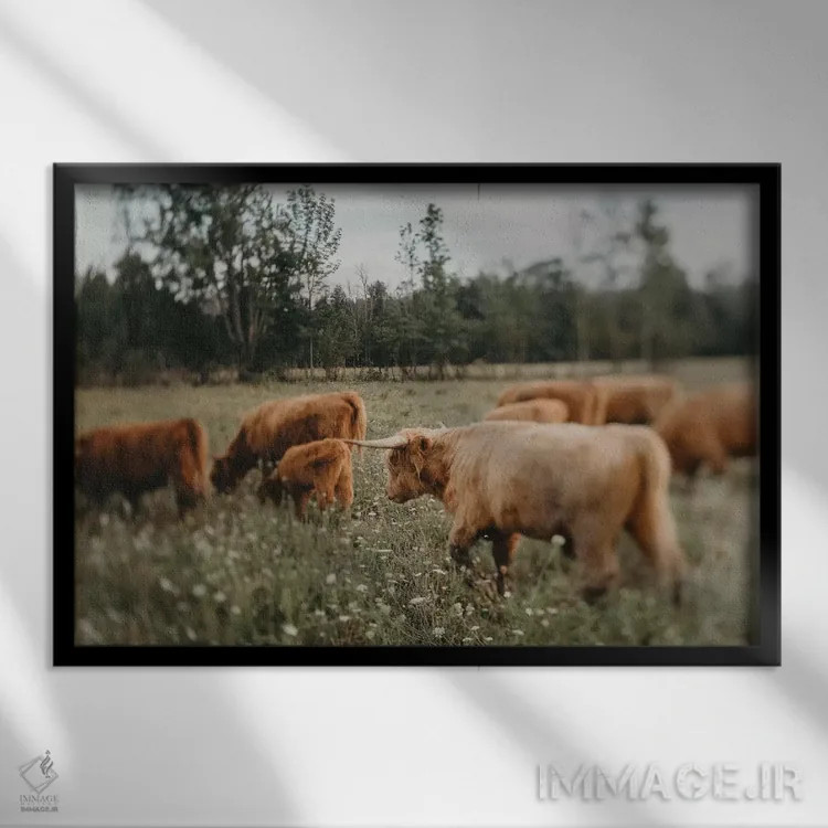 تابلو گاوهای ییلاقی (نژاد اسکاتلندی) اثر چلسیا ویکتوریا - نمای قابدار مشکی