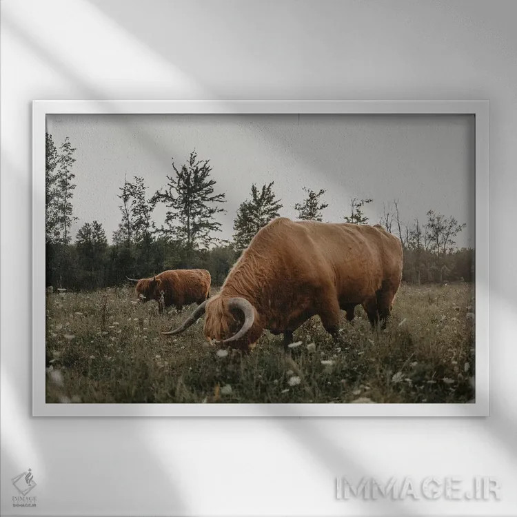 تابلو گاوهای هایلند در حال چرا اثر چلسیا ویکتوریا - نمای قابدار سفید