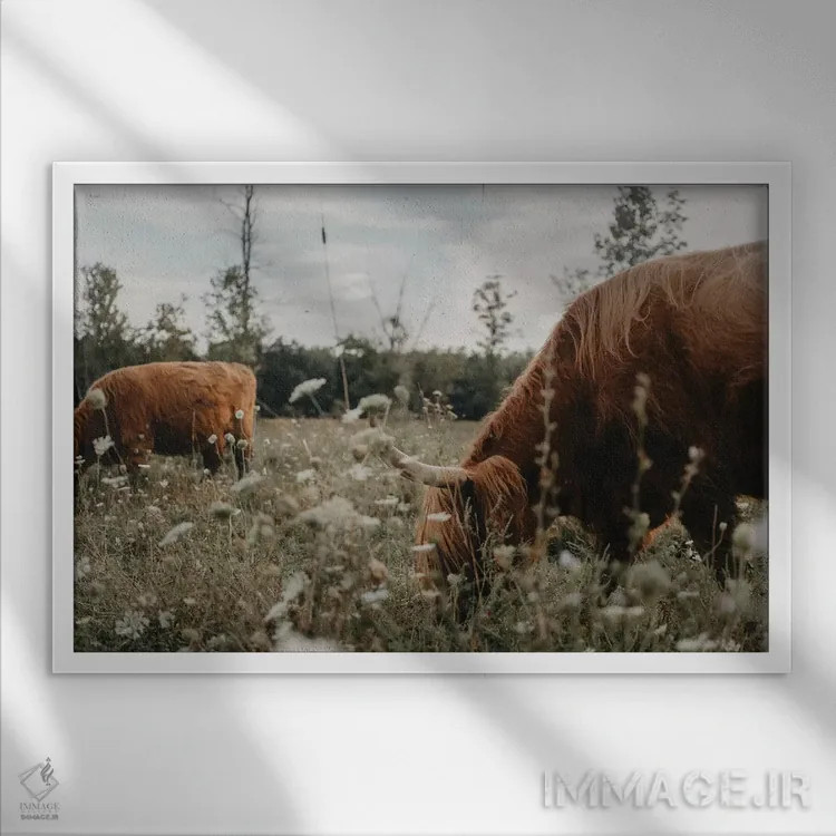 تابلو گاوهای هایلند در چمنزار اثر چلسیا ویکتوریا - نمای قابدار سفید