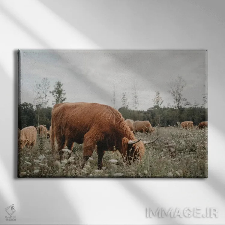 تابلو گاو هایلند در حال چرا در چمنزار اثر چلسیا ویکتوریا - نمای روبهرو روی دیوار
