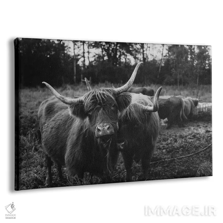 تابلو گاوهای هایلند سیاه و سفید اثر چلسیا ویکتوریا - نمای پرسپکتیو محصول