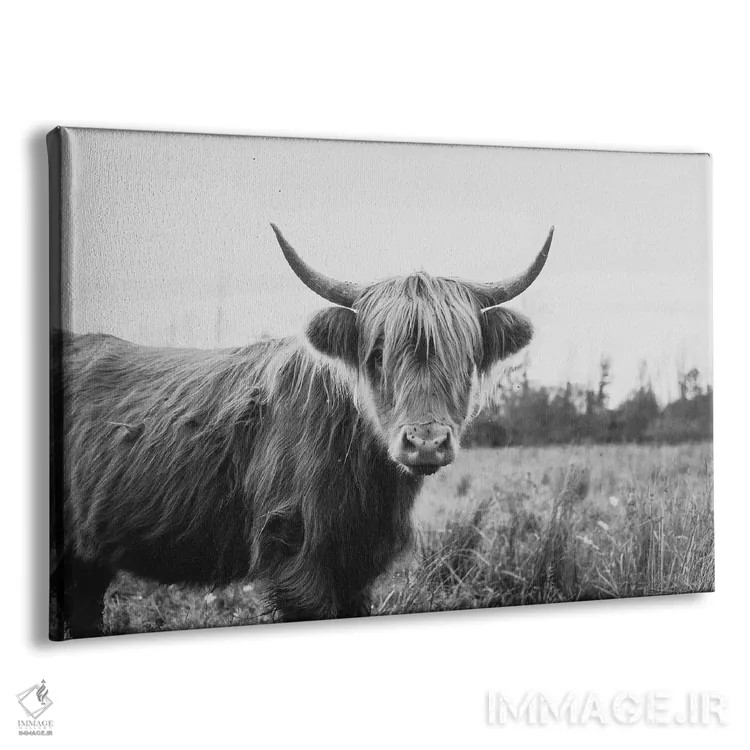 تابلو گاو پشمالوی هایلند سیاه و سفید اثر چلسیا ویکتوریا - نمای پرسپکتیو محصول