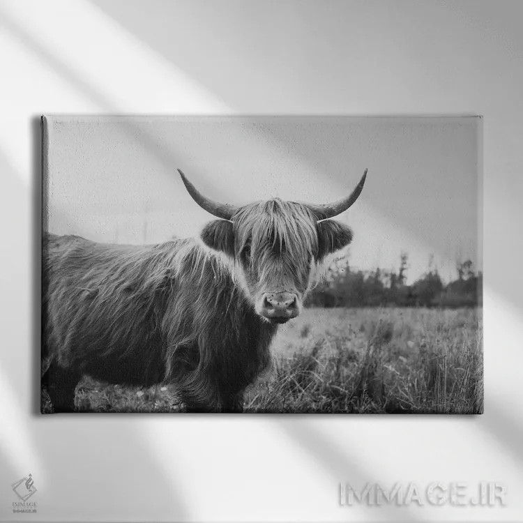 تابلو گاو پشمالوی هایلند سیاه و سفید اثر چلسیا ویکتوریا - نمای روبهرو روی دیوار