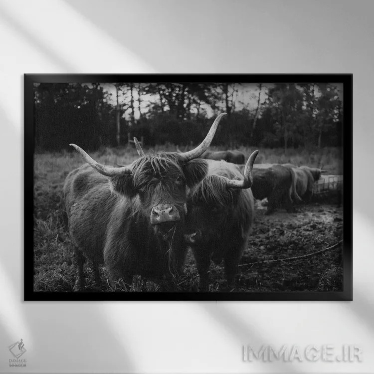 تابلو گاوهای هایلند سیاه و سفید اثر چلسیا ویکتوریا - نمای قابدار مشکی