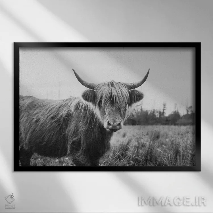 تابلو گاو پشمالوی هایلند سیاه و سفید اثر چلسیا ویکتوریا - نمای قابدار مشکی