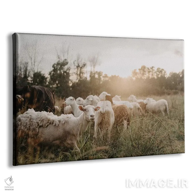 تابلو گوسفندان در دشت اثر چلسیا ویکتوریا - نمای پرسپکتیو محصول