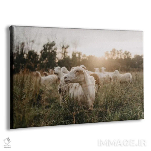 تابلو گوسفندان در دشت هنگام غروب خورشید اثر چلسیا ویکتوریا - نمای پرسپکتیو محصول