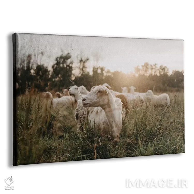 تابلو گوسفندان در دشت هنگام غروب خورشید اثر چلسیا ویکتوریا - نمای پرسپکتیو محصول
