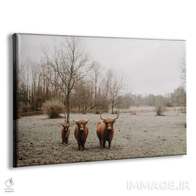 تابلو از این راه برو (گاوهای هایلند) اثر چلسیا ویکتوریا - نمای پرسپکتیو محصول