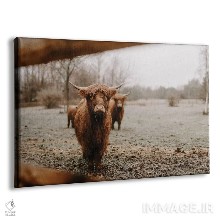 تابلو رونان گاو هایلند (اسم خاص) اثر چلسیا ویکتوریا - نمای پرسپکتیو محصول