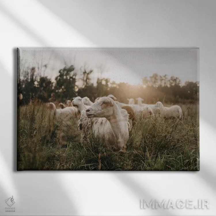 تابلو گوسفندان در دشت هنگام غروب خورشید اثر چلسیا ویکتوریا - نمای روبهرو روی دیوار