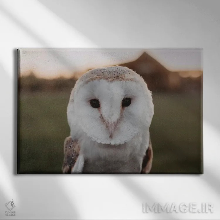 تابلو جغد انباری اثر چلسیا ویکتوریا - نمای روبهرو روی دیوار