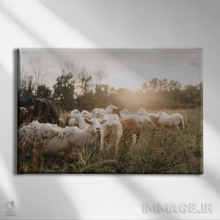 تابلو گوسفندان در دشت اثر چلسیا ویکتوریا - نمای روبهرو روی دیوار