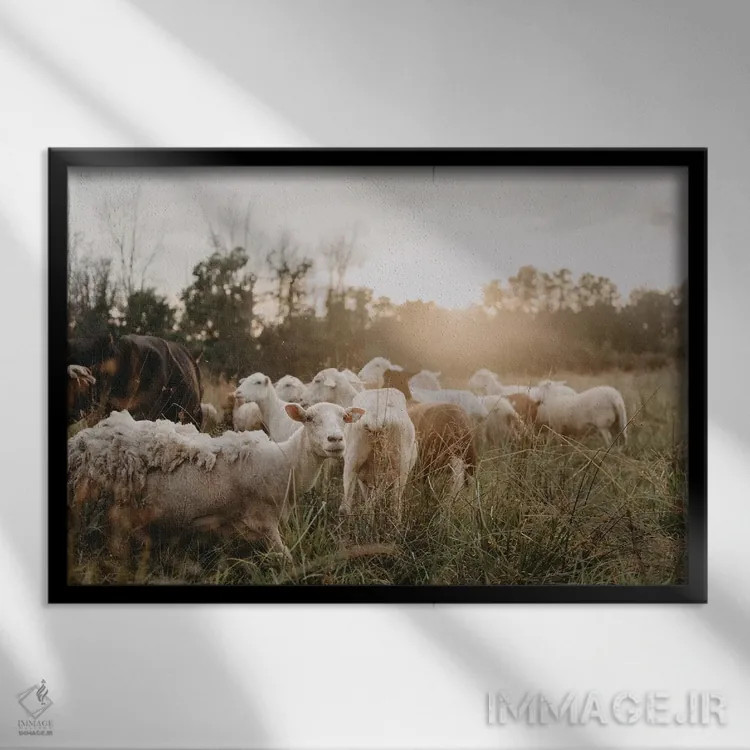 تابلو گوسفندان در دشت اثر چلسیا ویکتوریا - نمای قابدار مشکی
