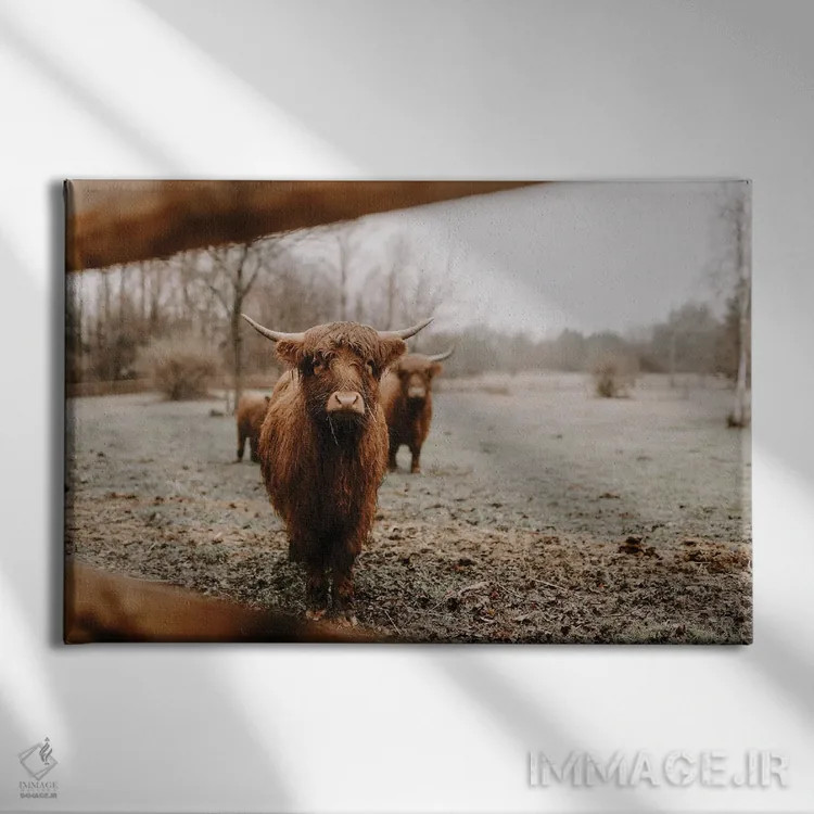 تابلو رونان گاو هایلند (اسم خاص) اثر چلسیا ویکتوریا - نمای روبهرو روی دیوار