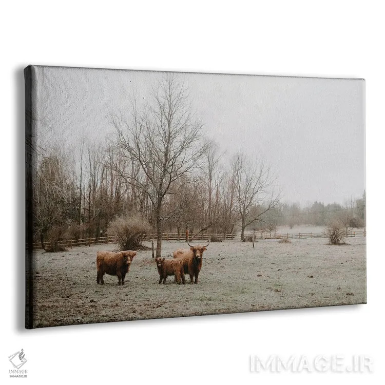 تابلو گاوهای هایلند اثر چلسیا ویکتوریا - نمای پرسپکتیو محصول