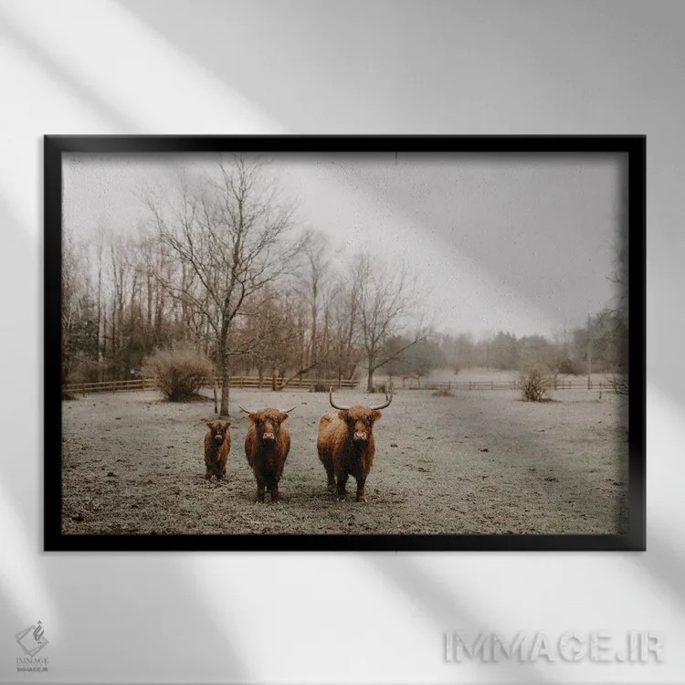 تابلو از این راه برو (گاوهای هایلند) اثر چلسیا ویکتوریا - نمای قابدار مشکی