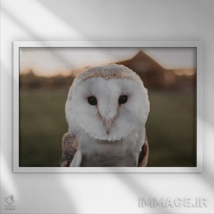 تابلو جغد انباری اثر چلسیا ویکتوریا - نمای قابدار سفید