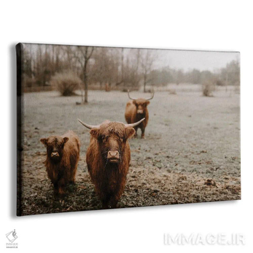 تابلو گاوهای هایلند کنجکاو اثر چلسیا ویکتوریا - نمای پرسپکتیو محصول