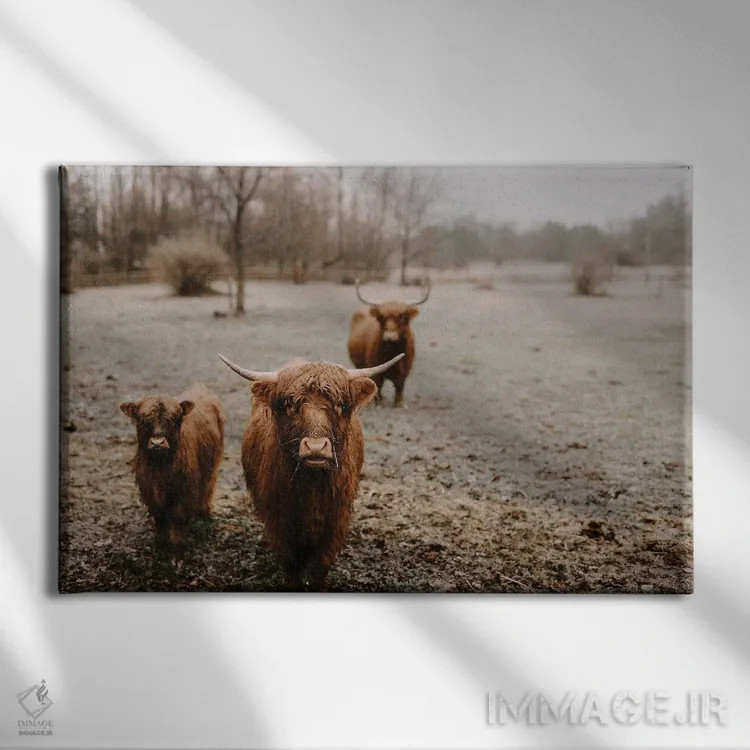 تابلو گاوهای هایلند کنجکاو اثر چلسیا ویکتوریا - نمای روبهرو روی دیوار