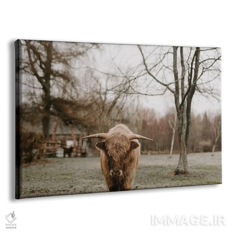 تابلو سال گاو (اشتباه تایپی: bull) اثر چلسیا ویکتوریا - نمای پرسپکتیو محصول