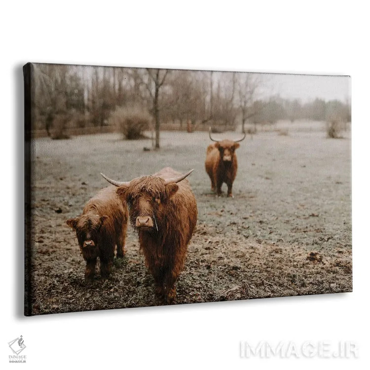 تابلو گاوهای هایلند زیر باران اثر چلسیا ویکتوریا - نمای پرسپکتیو محصول