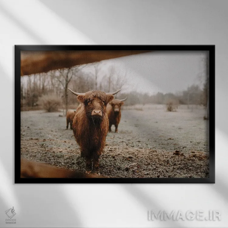 تابلو رونان گاو هایلند (اسم خاص) اثر چلسیا ویکتوریا - نمای قابدار مشکی