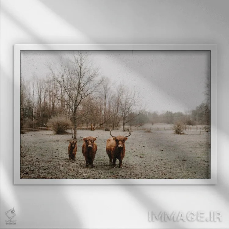 تابلو از این راه برو (گاوهای هایلند) اثر چلسیا ویکتوریا - نمای قابدار سفید