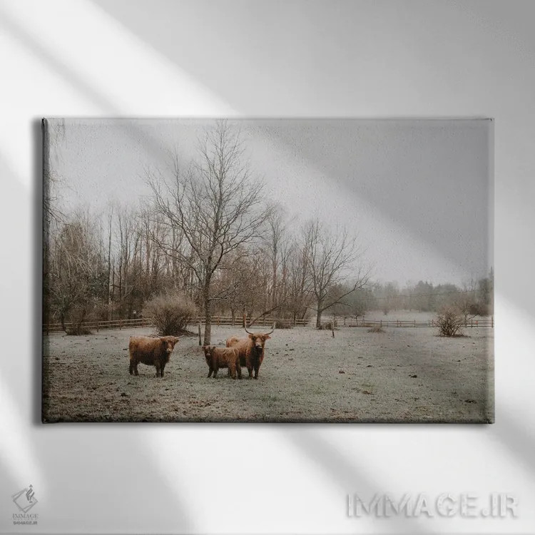 تابلو گاوهای هایلند اثر چلسیا ویکتوریا - نمای روبهرو روی دیوار