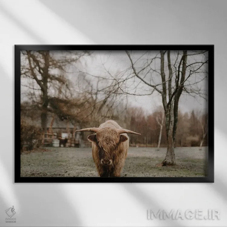 تابلو سال گاو (اشتباه تایپی: bull) اثر چلسیا ویکتوریا - نمای قابدار مشکی
