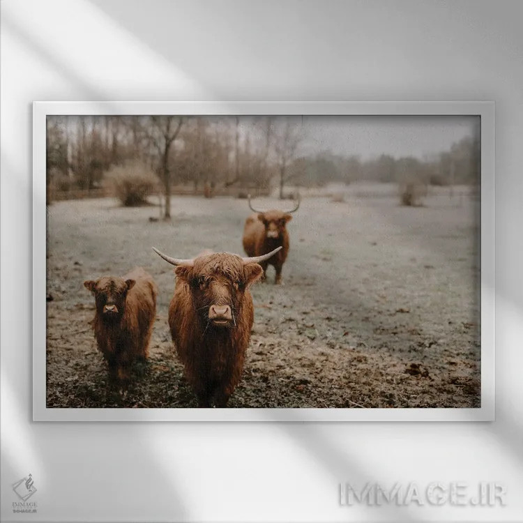 تابلو گاوهای هایلند کنجکاو اثر چلسیا ویکتوریا - نمای قابدار سفید