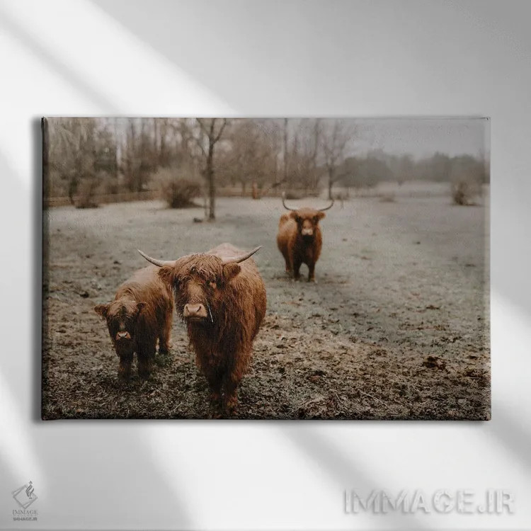 تابلو گاوهای هایلند زیر باران اثر چلسیا ویکتوریا - نمای روبهرو روی دیوار
