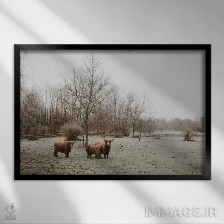 تابلو گاوهای هایلند اثر چلسیا ویکتوریا - نمای قابدار مشکی