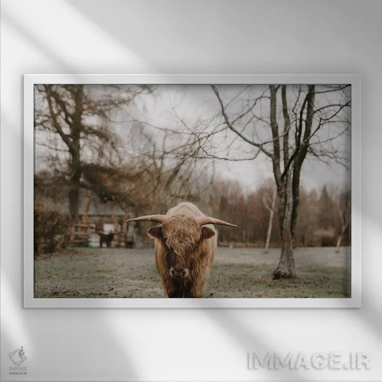 تابلو سال گاو (اشتباه تایپی: bull) اثر چلسیا ویکتوریا - نمای قابدار سفید