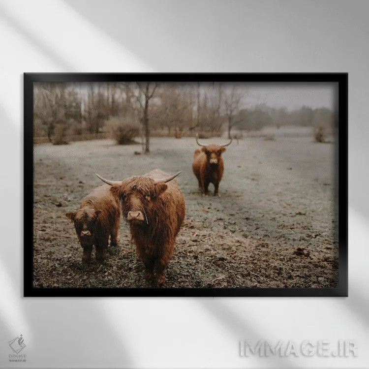 تابلو گاوهای هایلند زیر باران اثر چلسیا ویکتوریا - نمای قابدار مشکی