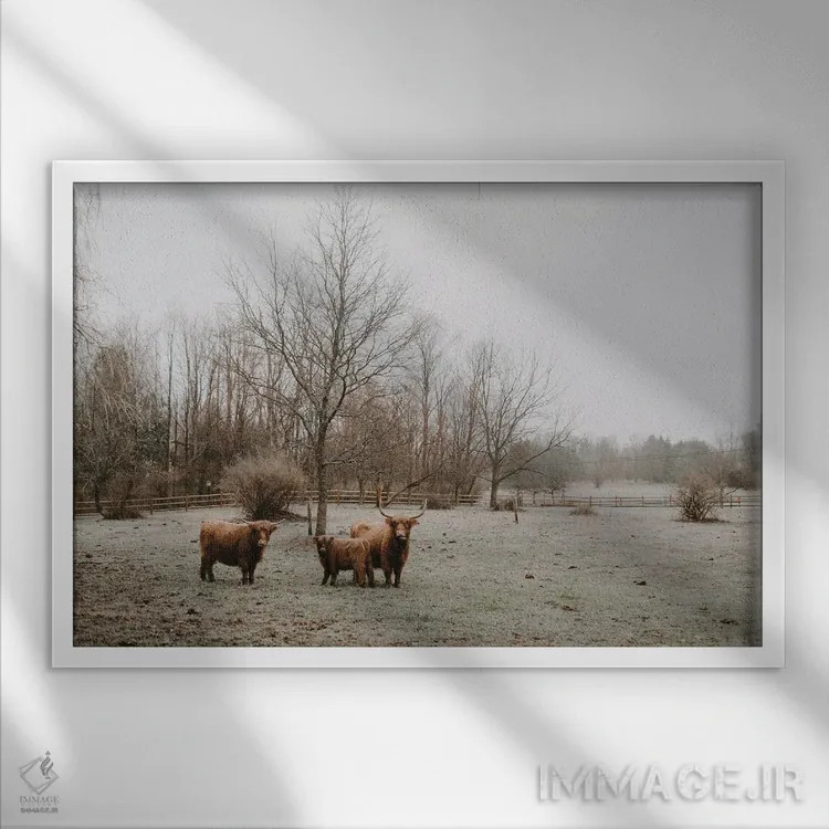 تابلو گاوهای هایلند اثر چلسیا ویکتوریا - نمای قابدار سفید