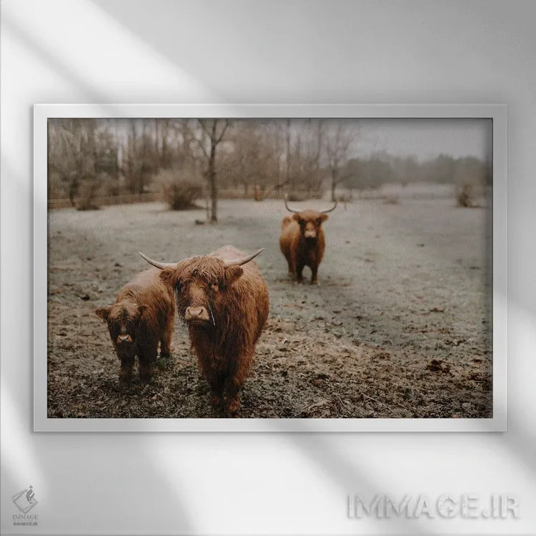 تابلو گاوهای هایلند زیر باران اثر چلسیا ویکتوریا - نمای قابدار سفید